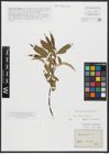 Foto von Salix alba L. x Salix fragilis L.